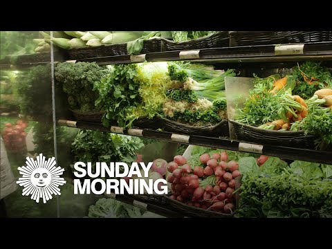 Diet And Brain Health: You Are What You Eat?
