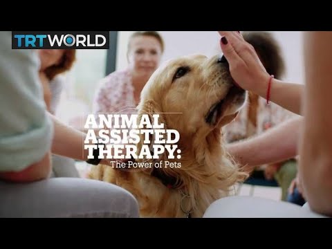 Animal Assisted Therapy: The Power Of Pets?