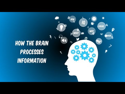 How Our Brain Processes Information: Understanding The Science Of Perception