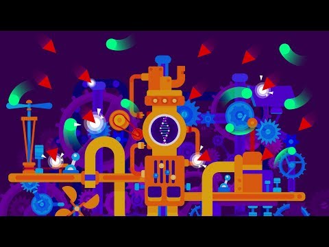 How The Brain Develops, Grows, And Learns Throughout Our Lives