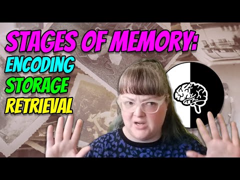 Stages of Memory: Encoding, Storage, and Retrieval