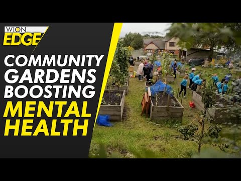 Community Gardens Boosting Mental Health And Altering Perceptions In Glasgow