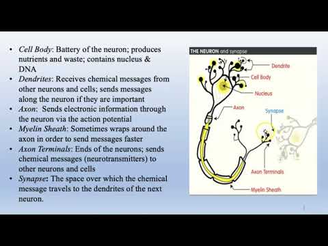 Biological Basis Of Behavior